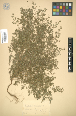 LE 01005257