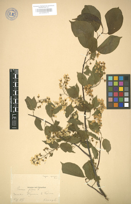 LE 01005272