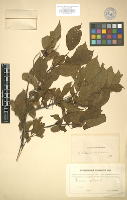 LE 01005274
