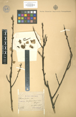 LE 01005276