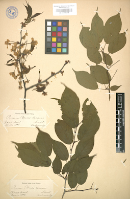 LE 01005278