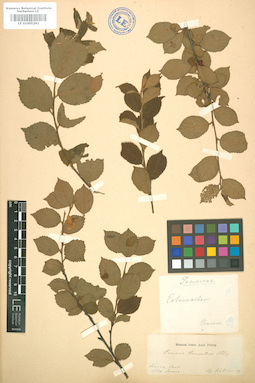 LE 01005291
