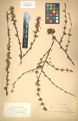 LE 01005293