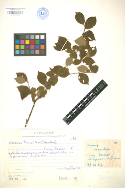 LE 01005294
