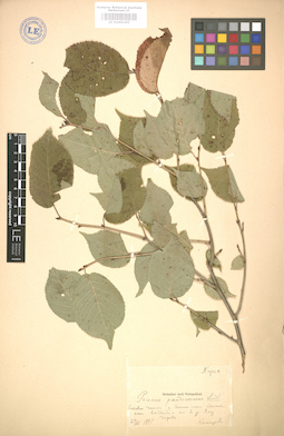 LE 01005295