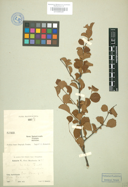 LE 01005297