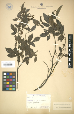 LE 01005307