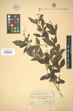 LE 01005309
