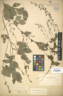 LE 01005317