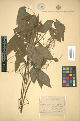 LE 01005325