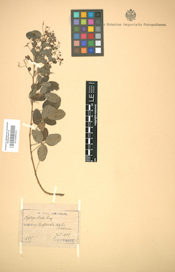 LE 01005333