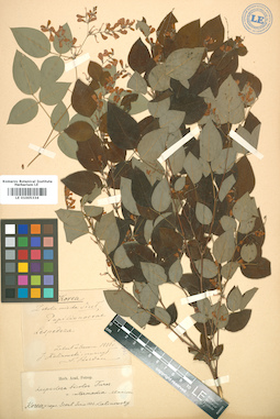 LE 01005334