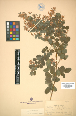 LE 01005338