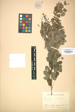 LE 01005341