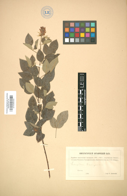 LE 01005343