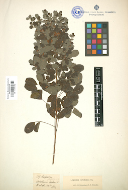 LE 01005352