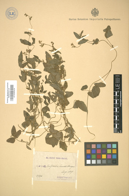 LE 01005414