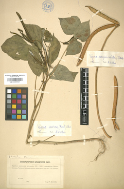 LE 01005418