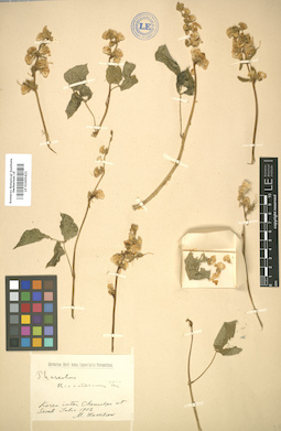 LE 01005421