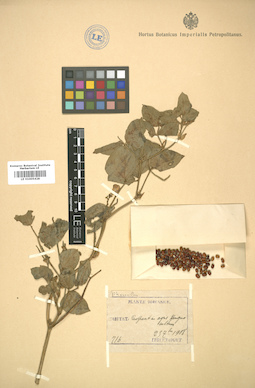 LE 01005428