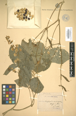 LE 01005429