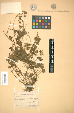 LE 01005451
