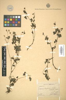 LE 01005453