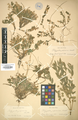 LE 01005527