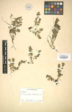 LE 01005529