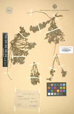 LE 01005531