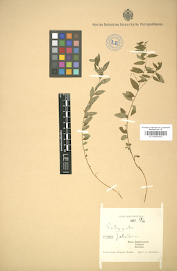 LE 01005532