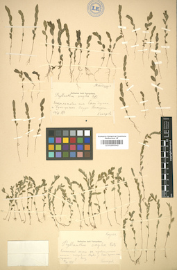 LE 01005542