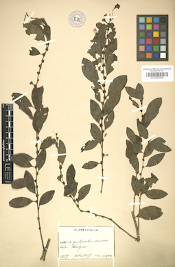 LE 01005546