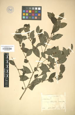 LE 01005547
