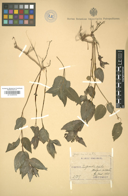 LE 01005556