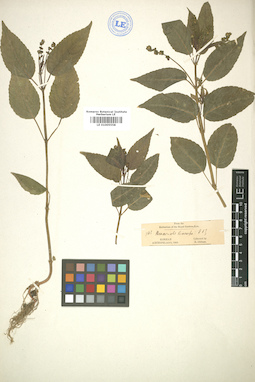 LE 01005558