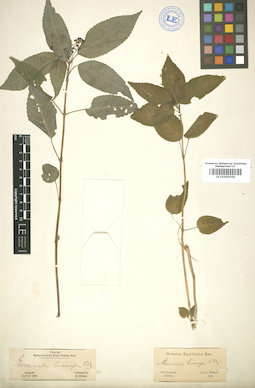 LE 01005559
