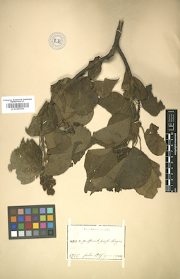 LE 01005561