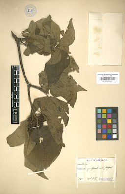 LE 01005562