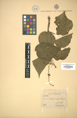 LE 01005563