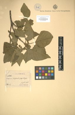 LE 01005564