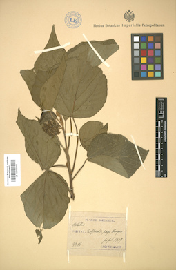LE 01005566