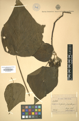LE 01005567