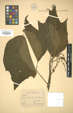 LE 01005568