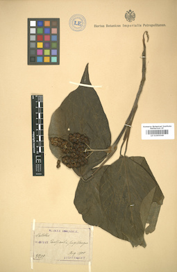 LE 01005569