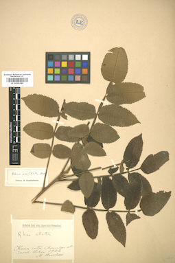 LE 01005589