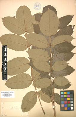 LE 01005595