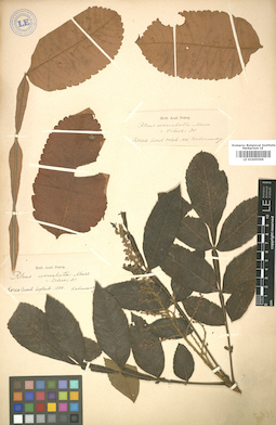 LE 01005596