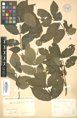 LE 01005597