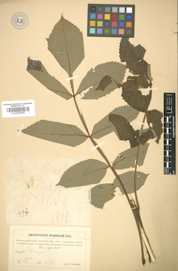 LE 01005602